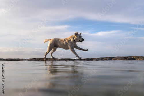 Playful dog by the sea  Sydney Australia
