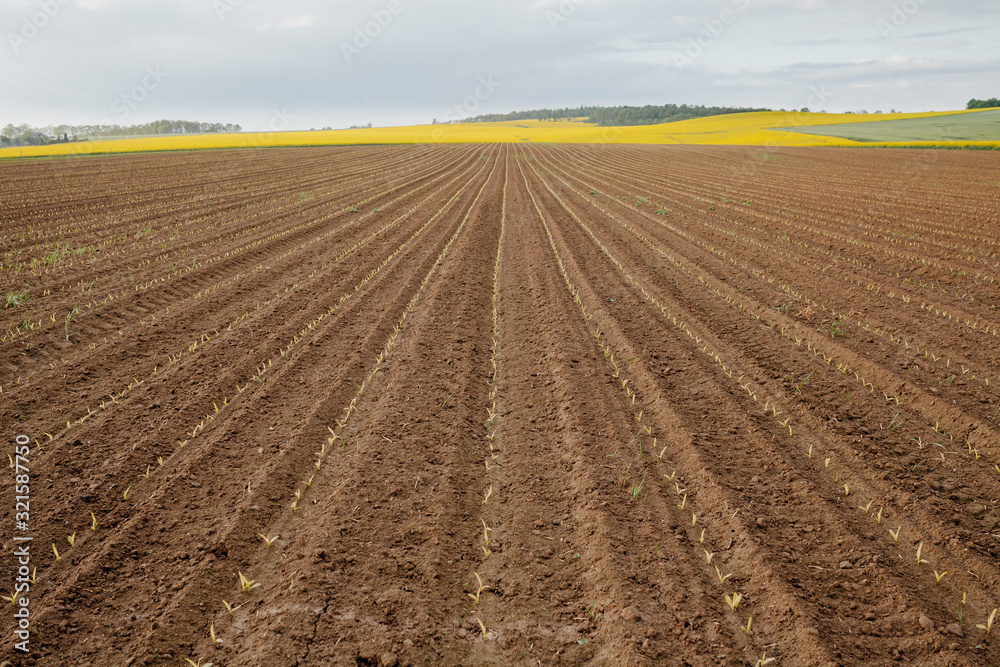 Agricultural Growth -Various Fields - Agriculture Farming Field Agricultural Growth -Various Fields - Agriculture Farming Field