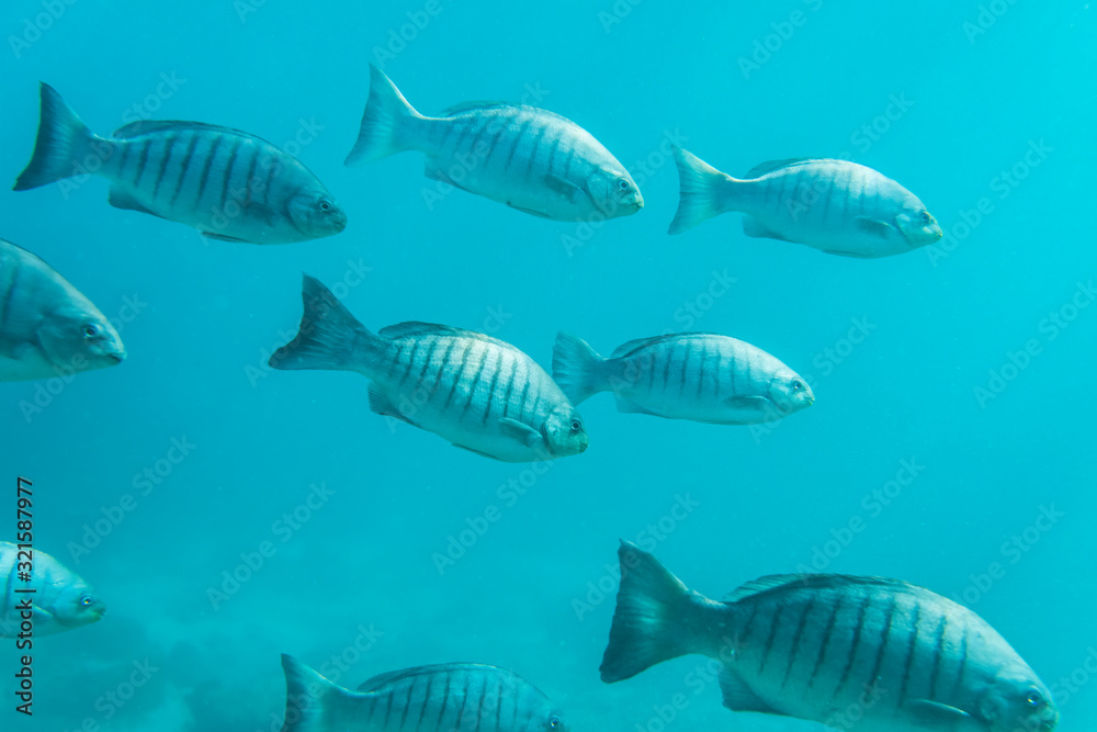 Naklejka premium Group of Ludericks fish swimming in the crystal clear water, Sydney Australia