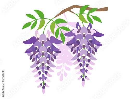 藤の花