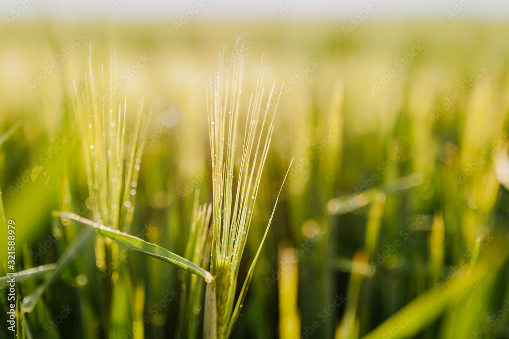 Agricultural Growth -Various Fields - Agriculture Farming Field Agricultural Growth -Various Fields - Agriculture Farming Field
