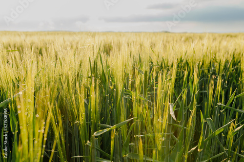 Agricultural Growth -Various Fields - Agriculture Farming Field