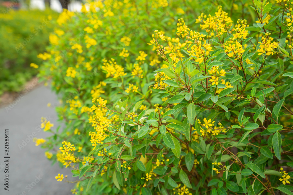 Obraz premium Backgounds Textures Yellow flower and Green leaves Autumn