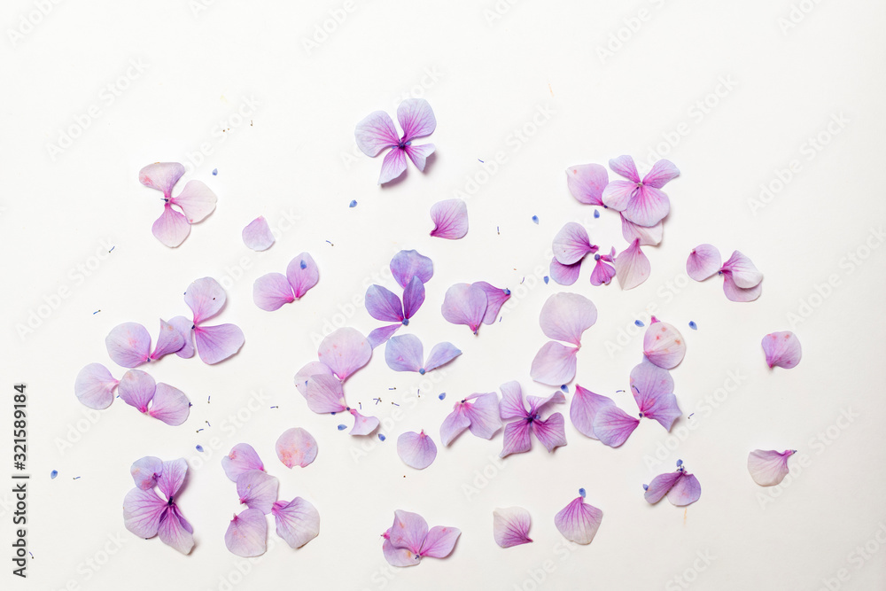 Pink and purple flower petals sprinkled on a white background