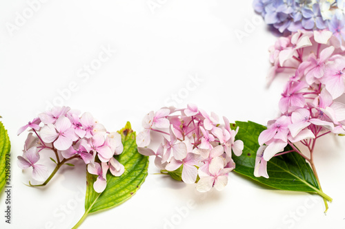 Pink flowers isolated on white background © Corin Walker Bain