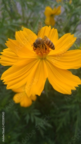 yellow flowers in garden