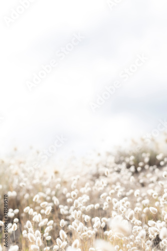 Bunny grass flowers on the way to the beach