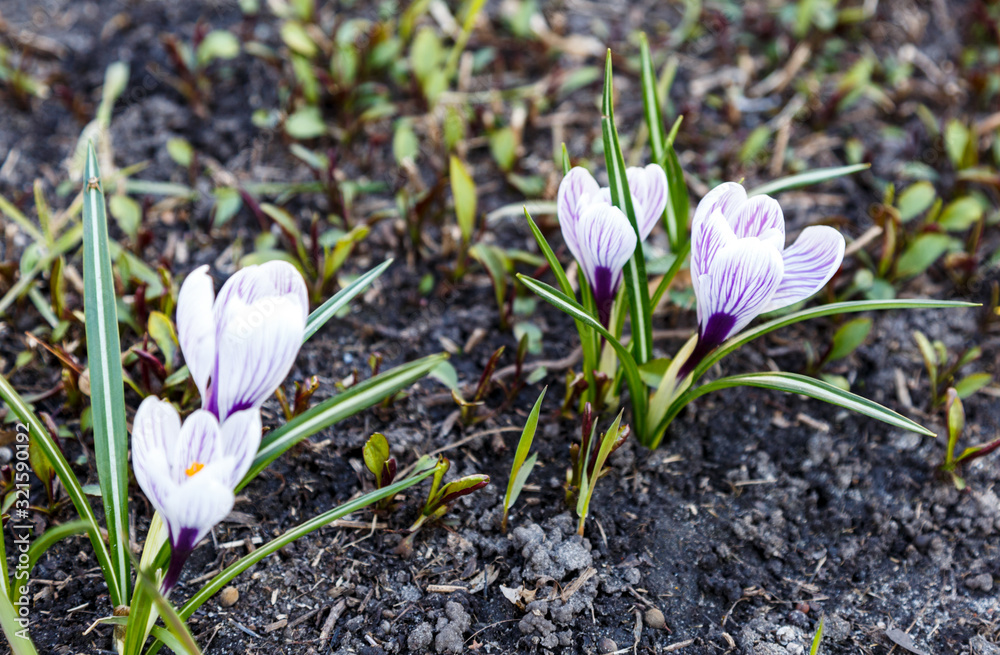 Spring nature background with flowering violet crocus in early spring. Plural crocuses in the garden with sunlight.	