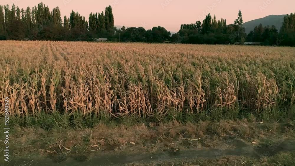 Corn Field Problem Drone footage of dry corn fields because of the drought problem in the ...