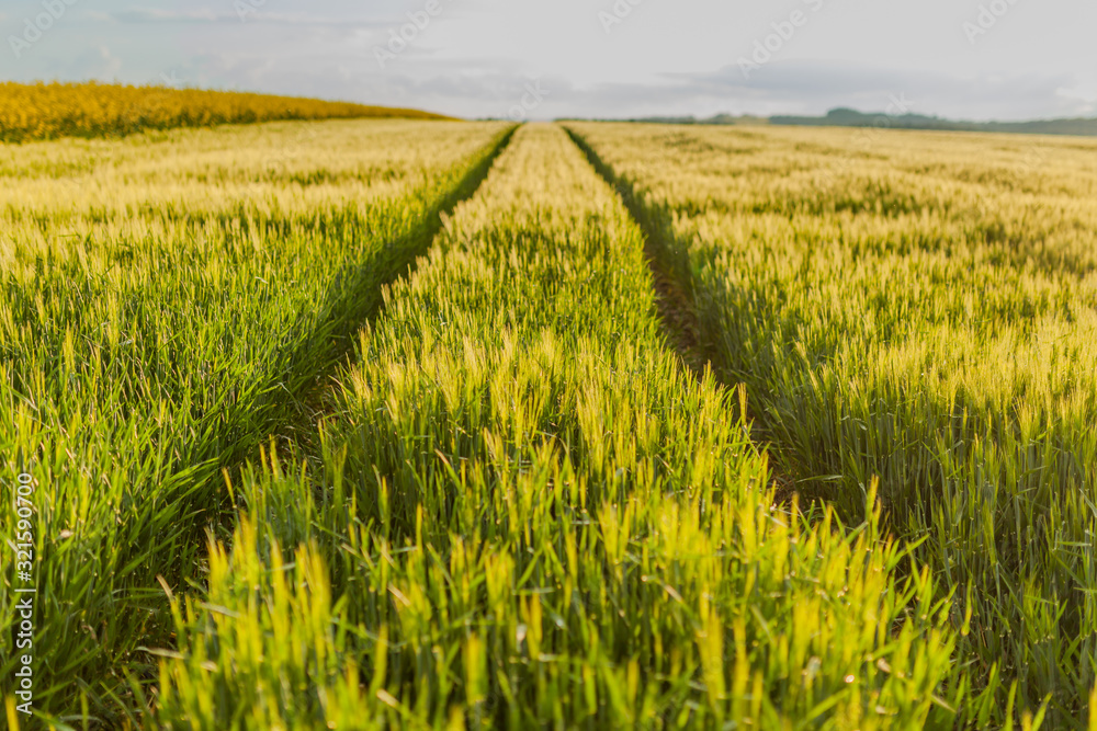 Agricultural Growth -Various Fields - Agriculture Farming Field Agricultural Growth -Various Fields - Agriculture Farming Field