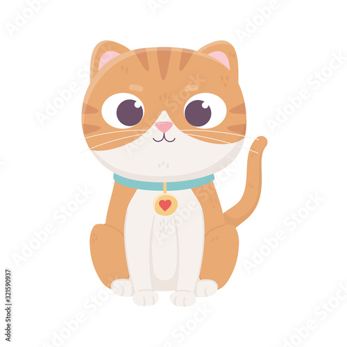 cute little cat with collar domestic, pets