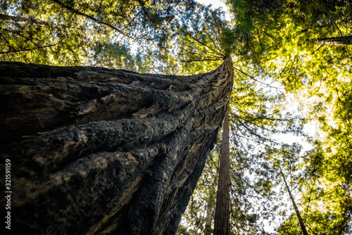 Tall redwood sequoia tree grows up into the canopy of the forest in California