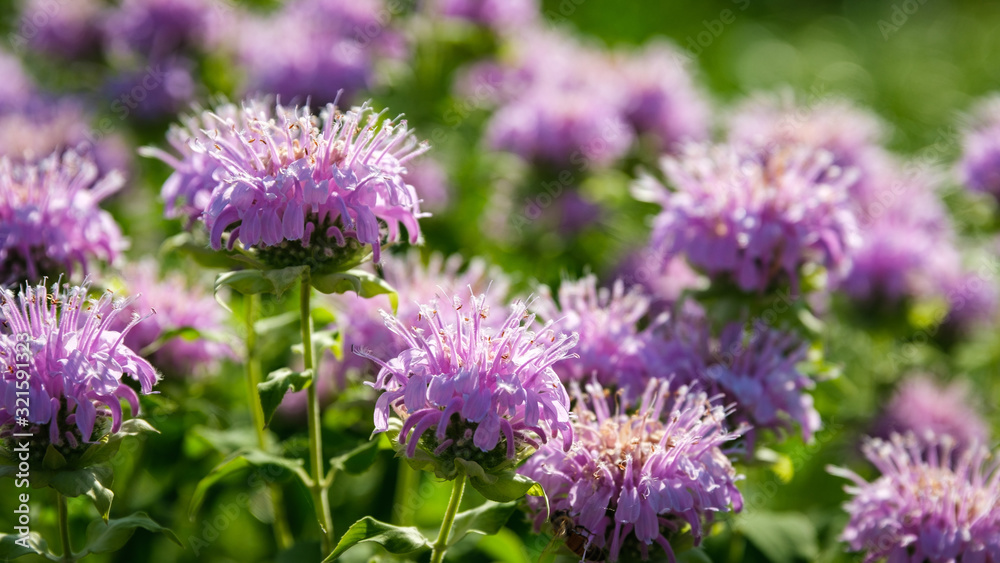 Close up of purple Eastern Bee Balm back lit by the sun, in a nature preserve Close up of purple Eastern Bee Balm back lit by the sun, in a nature preserve