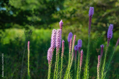 Close up of Purple Prairie Blazing Star in sunlight photo