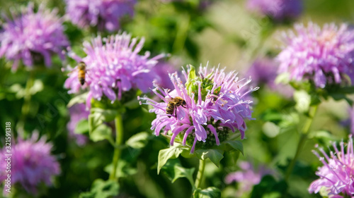 Close up of purple Eastern Bee Balm in a nature preserve, with a honey bee collecting pollen