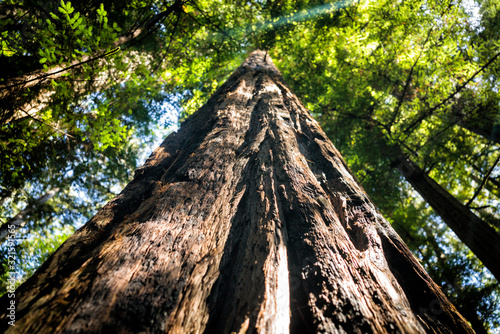 Tall redwood sequoia tree rising up into forest canopy in west coast California woods