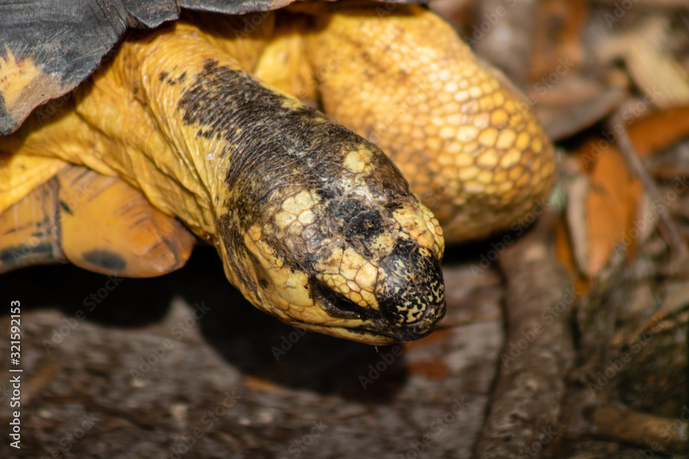 Naklejka premium Radiated tortoise