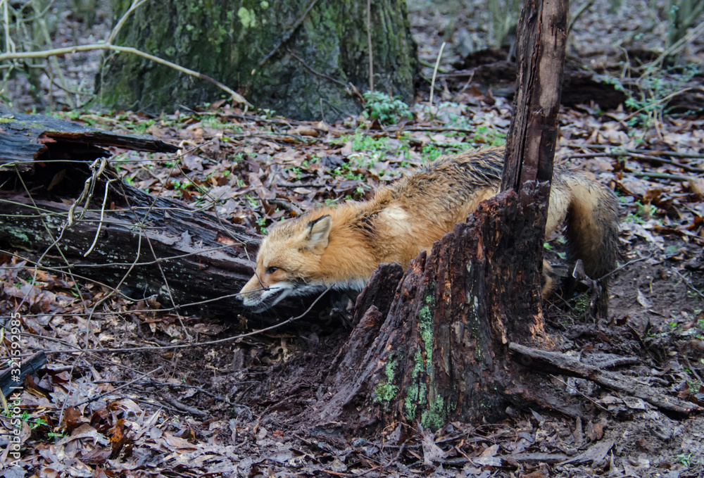 Red fox canine caught by trapper in live trap. Wildlife trapped in foothold  trap. Management and recreational sport activity of animal hunting and  trapping. Stock Photo | Adobe Stock