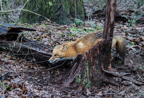 Red fox canine caught by trapper in live trap. Wildlife trapped in foothold trap. Management and recreational sport activity of animal hunting and trapping. 