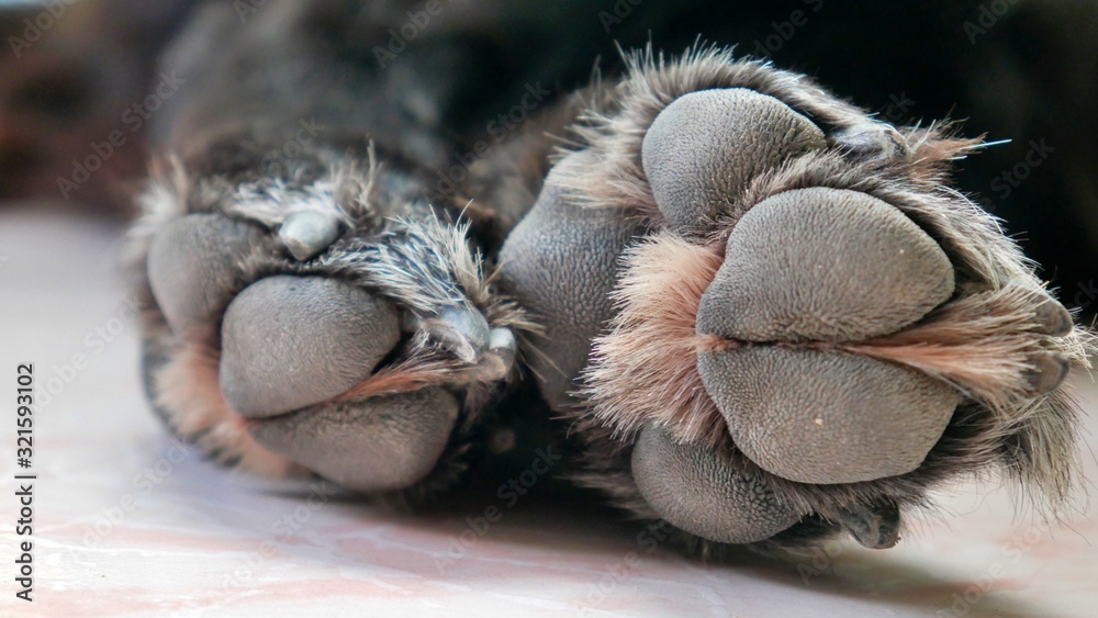 Fototapeta premium black dog paw close up on marble ground