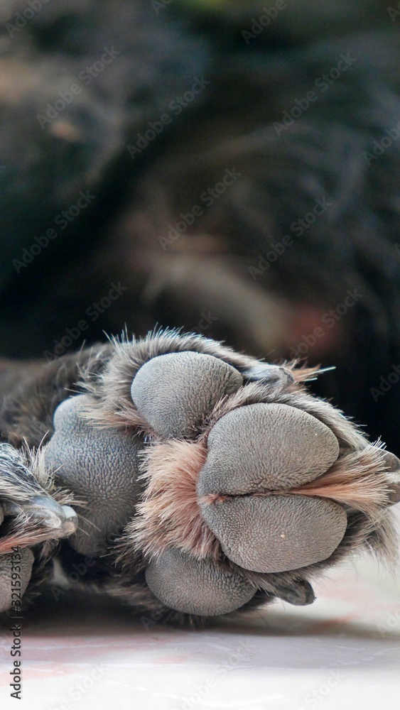 black dog paw close up on marble ground