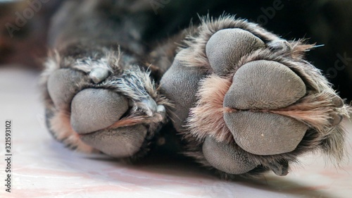 black dog paw close up on marble ground