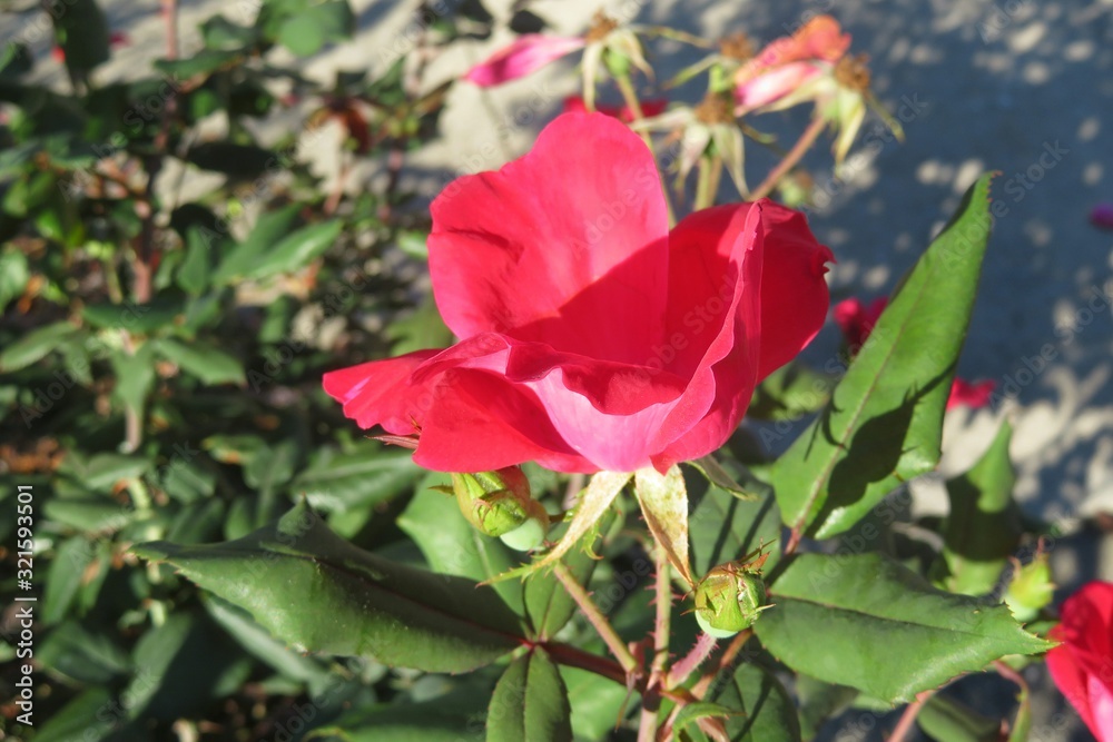 Beautiful red rose flower in the garden, closeup