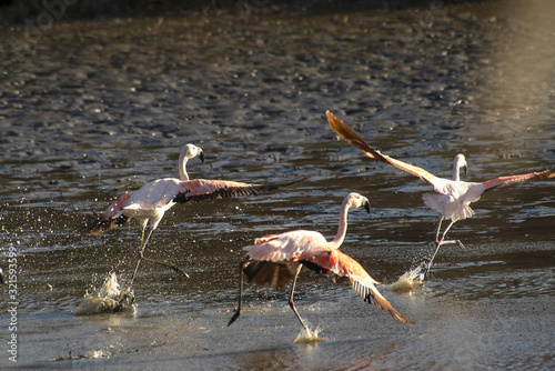 Austral flamingos in Mar Chiquita lagoon , Buenos Aires , Argentina            photo