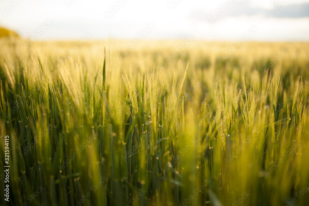 Agricultural Growth -Various Fields - Agriculture Farming Field Agricultural Growth -Various Fields - Agriculture Farming Field