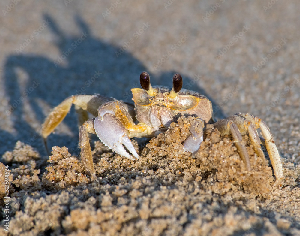 Ghost Crab on the virginia shore
