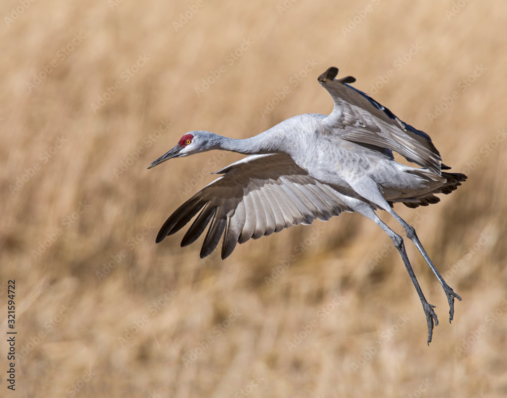 Fototapeta premium Sandhill Crane in flight