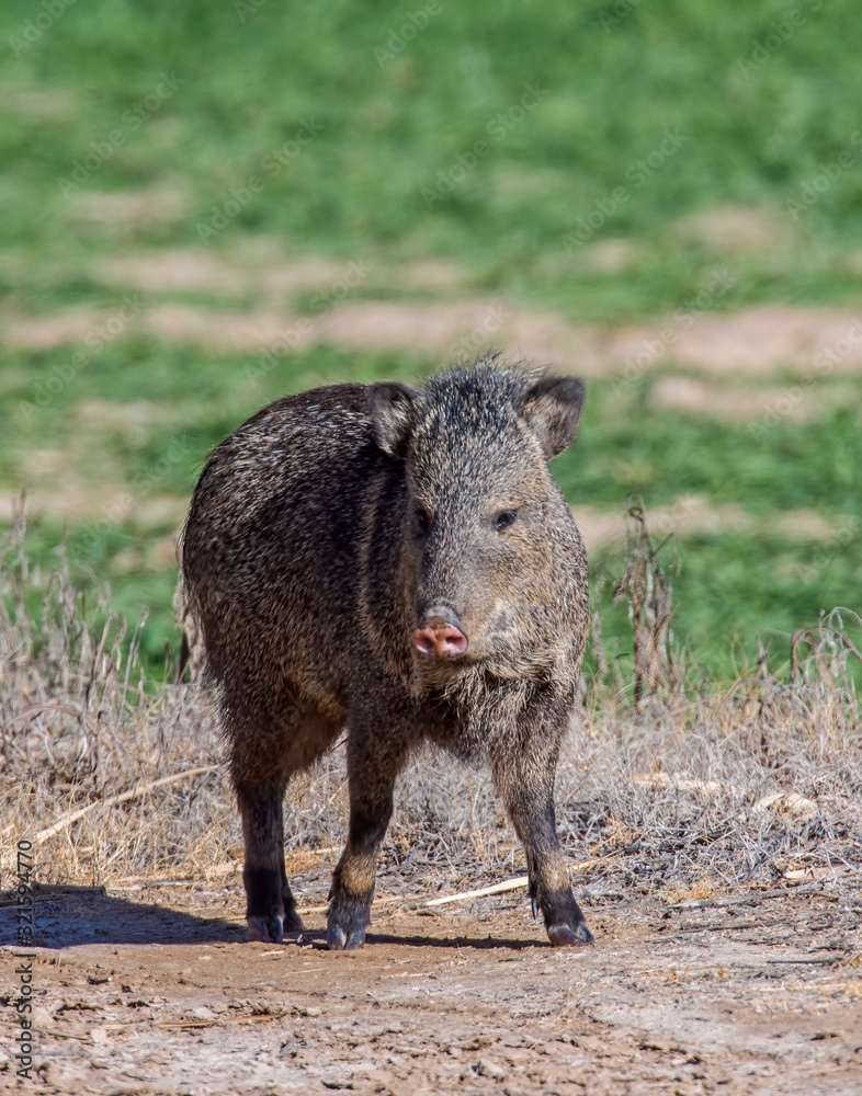Javalina Javalina