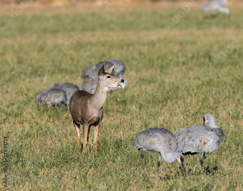 A Mule deer Doe running through a flock of Snadhill Cranes photo