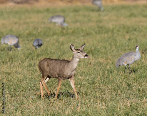 A Mule deer Doe running through a flock of Snadhill Cranes