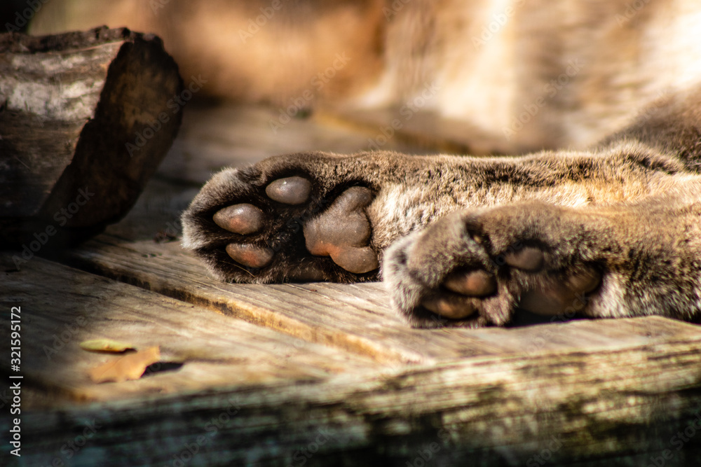 Obraz premium Panther paws