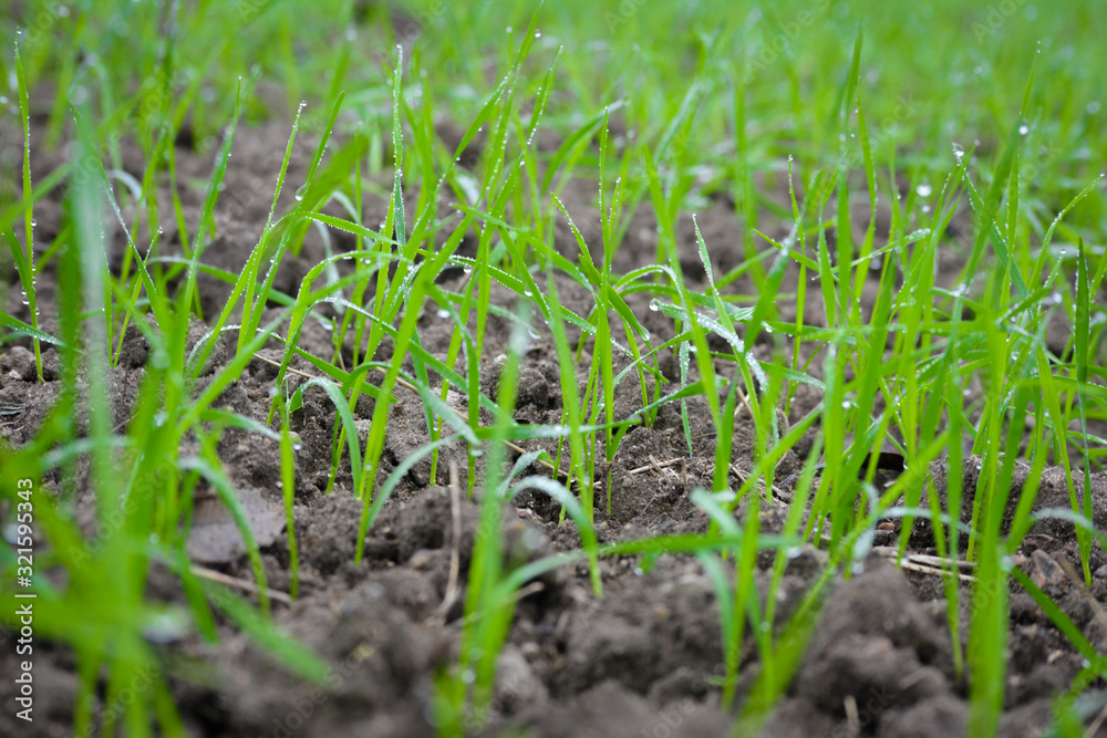 Young wheat seedlings growing in a soil Young wheat seedlings growing in a soil