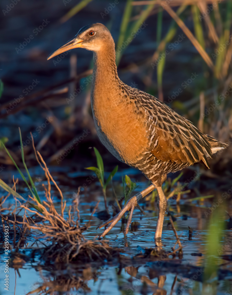 Naklejka premium King Rail in a marsh