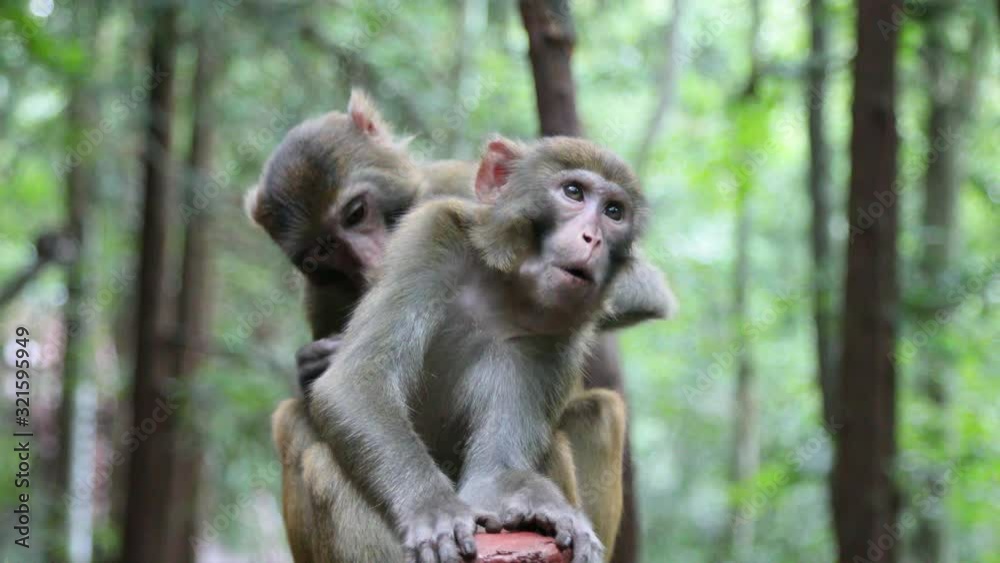 Cute monkeys in the foreset 