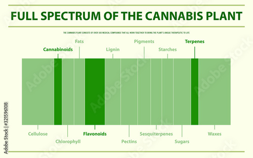 Full Spectrum of the Cannabis Plant horizontal infographic illustration about cannabis as herbal alternative medicine and chemical therapy, healthcare and medical science vector.