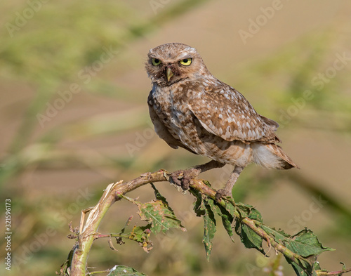 Burrowing Owl