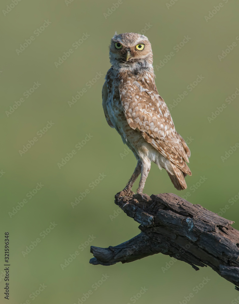 Burrowing Owl Burrowing Owl