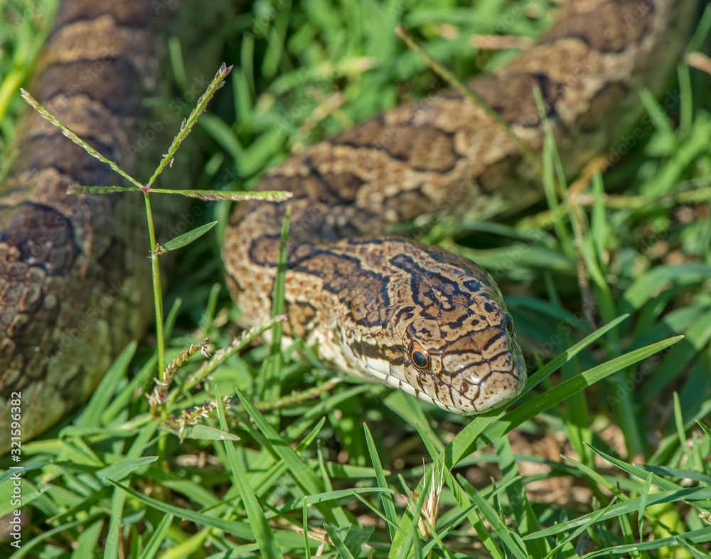 Prairie Kingsnake Prairie Kingsnake