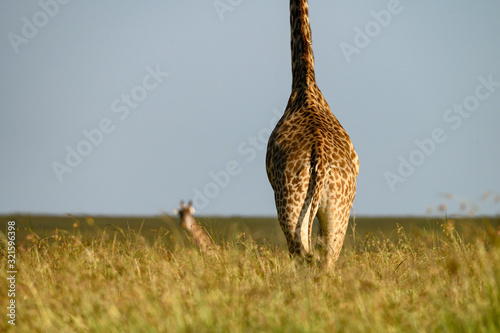 Canvas Print giraffe