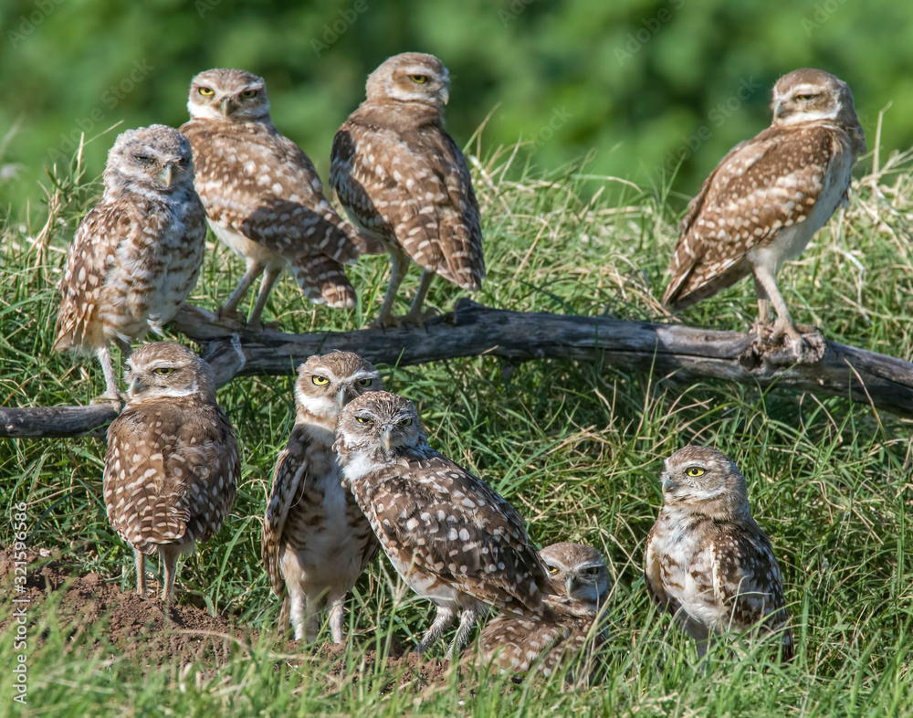 Fototapeta premium A group of young Burrowing Owls near the burrow