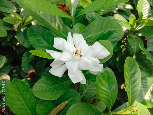 Fototapeta Naklejka Na Ścianę i Meble -  Gardenia flower blooming on green leaves background closeup in the garden is a shrub about 1-2 meters high, branching very branches. Stems slender, conical, lanceolate, lanceolate, and lanceolate. 