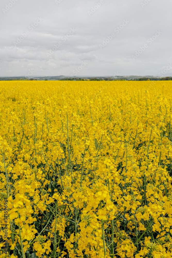 Agricultural Growth -Various Fields - Agriculture Farming Field Agricultural Growth -Various Fields - Agriculture Farming Field