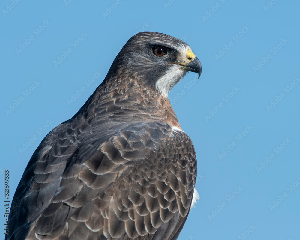 Swainson's Hawk Swainson's Hawk