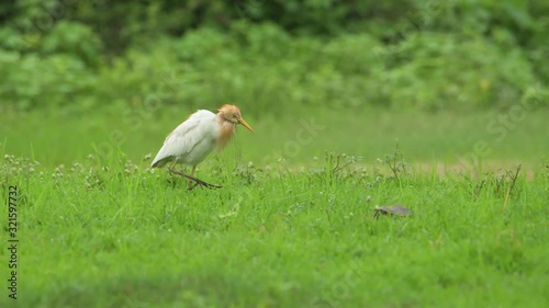 Wallpaper Mural Cattle Egret Bird Eating Worms In The Green Grass On A Rainy Day - Closeup Shot Torontodigital.ca