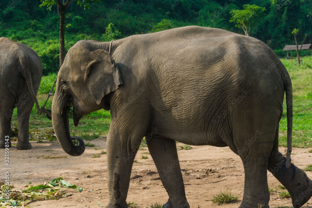 Tourist Elephant sanctuary in Thailand
