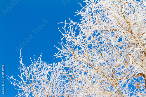 Frost and snow on tree branch, frozen tree in winter 